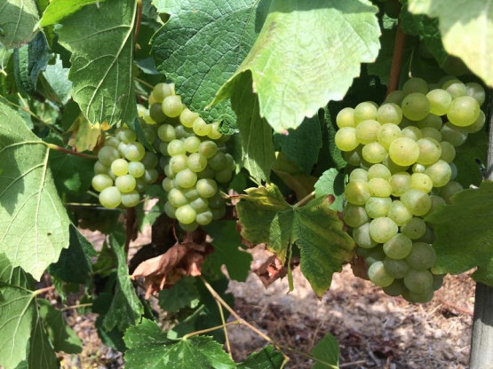 VENDANGES 2016 du 17 septembre au 7 octobre