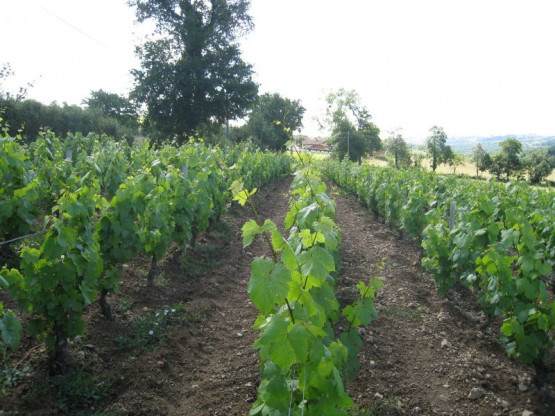 Domaine du Vissoux : Juin 2012