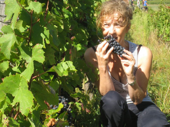 VENDANGES 2014