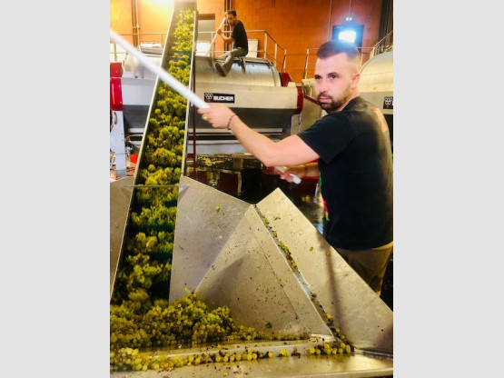 VENDANGES CHARDONNAY