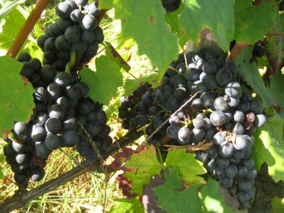 VENDANGES 2014