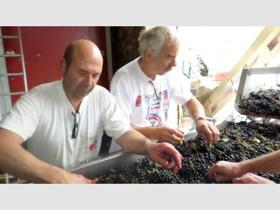 VENDANGES 2014