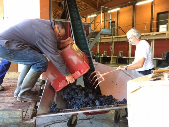 DE LA VIGNE AU VERRE 7 SEPTEMBRE 2015