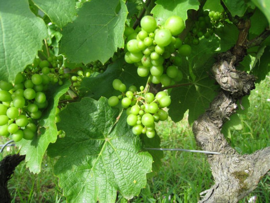 Domaine du Vissoux : July 2012 (1/2)