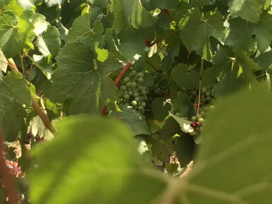 JUILLET 2015 : UNE ANNEE PRECOCE ET DE QUALITE