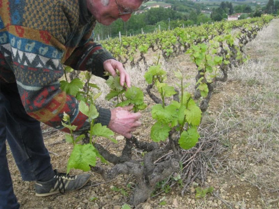 L'ébourgeonnage - Avril 2010