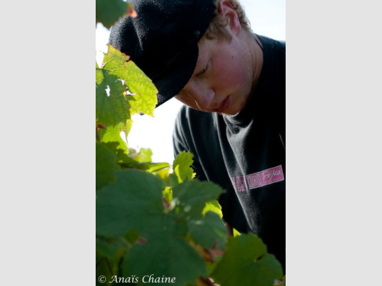 2009 grape harvest