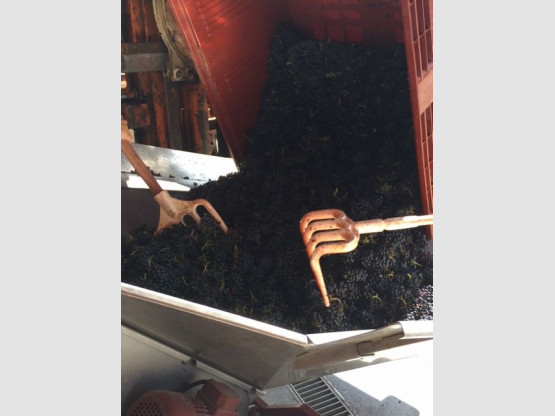 DE LA VIGNE AU VERRE 7 SEPTEMBRE 2015