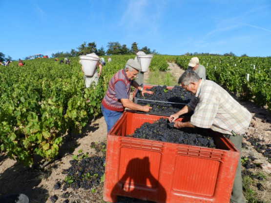 VIDEO : Le millésime 2012