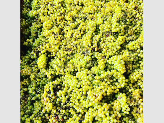 VENDANGES CHARDONNAY