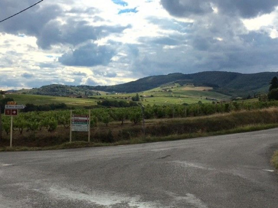 Vendanges : Brouilly
