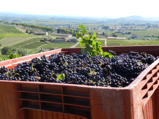 VIDEO : The vintage 2012