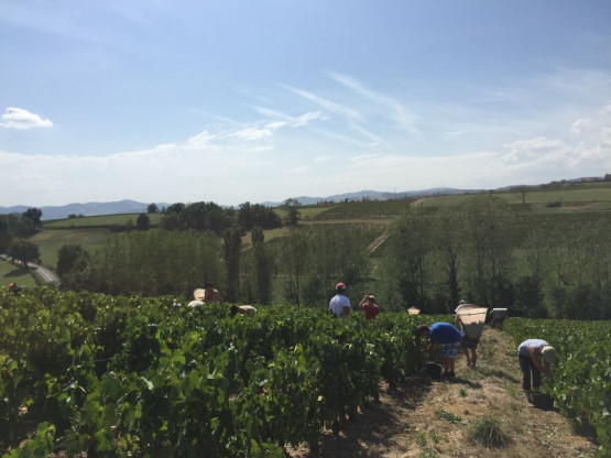 HARVEST 2016 from the 17th of September to the 7th of October