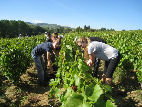 Harvest Chardonnay for sparkling : 23 / 24 / 25 September