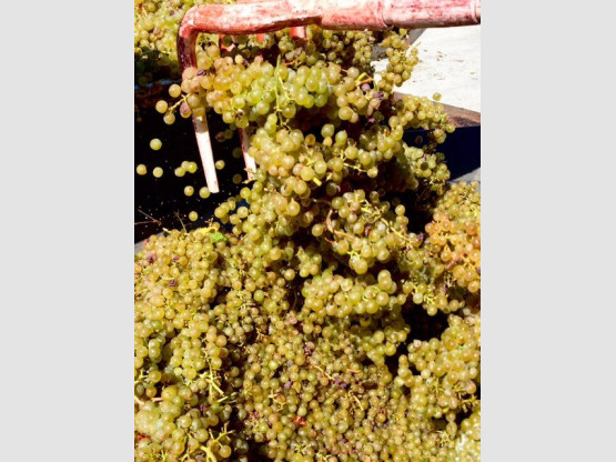DEBUT DES VENDANGES 25 AOUT 2015