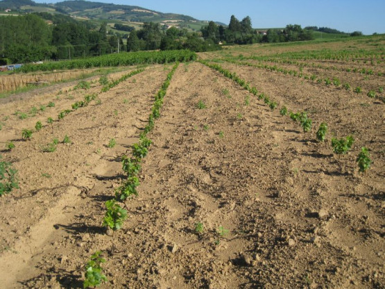 OU EN SONT LES" 24 000 BEBES VIGNE" ? JUILLET 2014