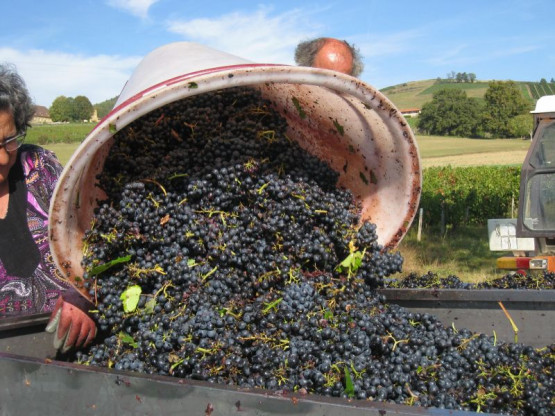 VENDANGES 2014