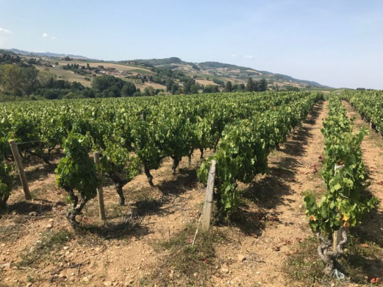 HARVESTS : THE GAMAY CONTINUES RIPENING