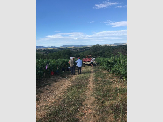 Begining of the harvest