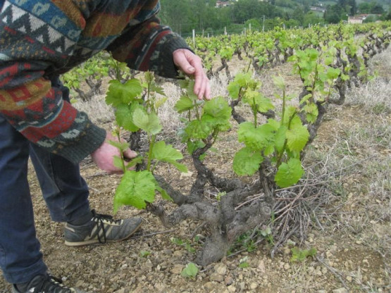 L'ébourgeonnage - Avril 2010