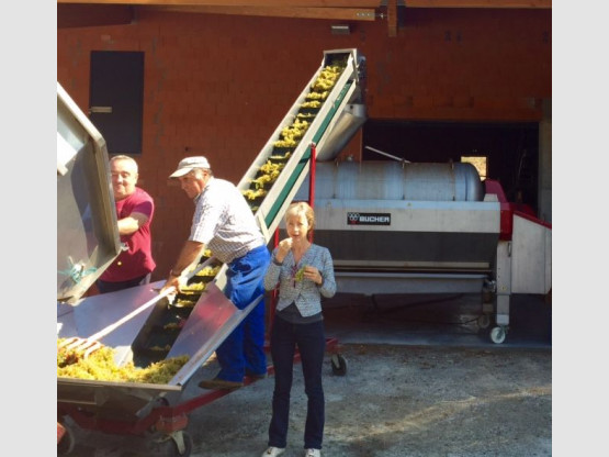 DEBUT DES VENDANGES 25 AOUT 2015