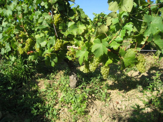 Ramassage du Chardonnay pour le crémant : 23 / 24 / 25 septembre