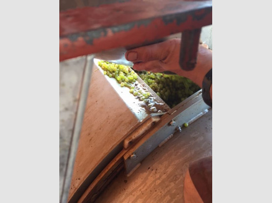 DEBUT DES VENDANGES 25 AOUT 2015