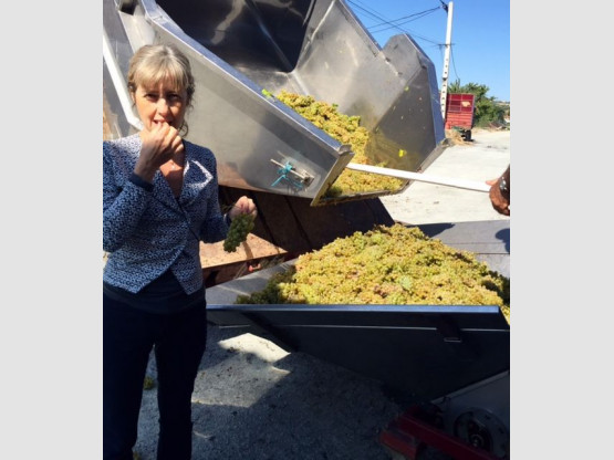 DEBUT DES VENDANGES 25 AOUT 2015