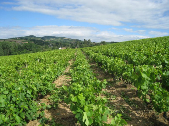 Domaine du Vissoux : Juillet 2012 (1/2)