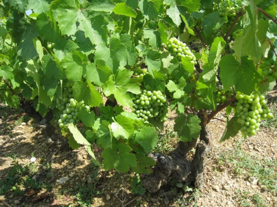 Les vignes en juillet au Vissoux.