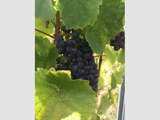 HARVEST 2016 from the 17th of September to the 7th of October