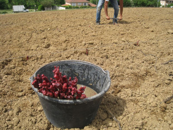PLANTATION DES NOUVELLES VIGNES DE GAMAY - JUIN 2014