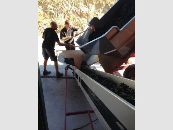 PRESSING AND WINEMAKING 2017