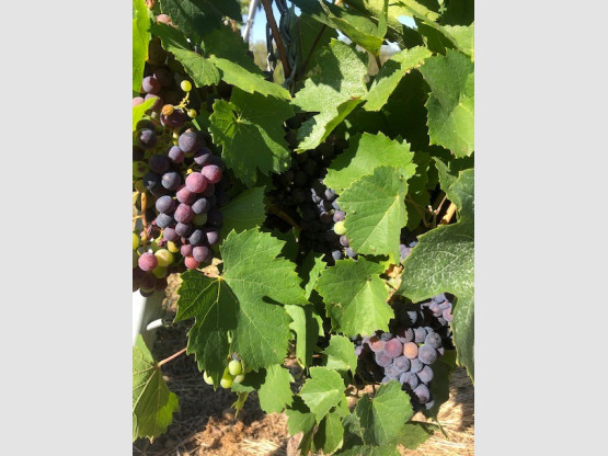 LES RAISINS MURISSENT