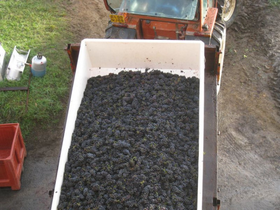 BEAUJOLAIS PRIMEUR WHICH PROMISES A VERY GOOD VINTAGE 2013 IN BEAUJOLAIS