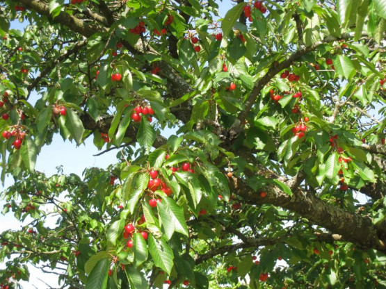 Domaine du Vissoux : Juin 2012