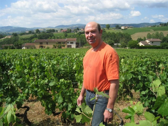 Vines in July in Vissoux