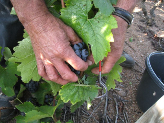 2009 grape harvest
