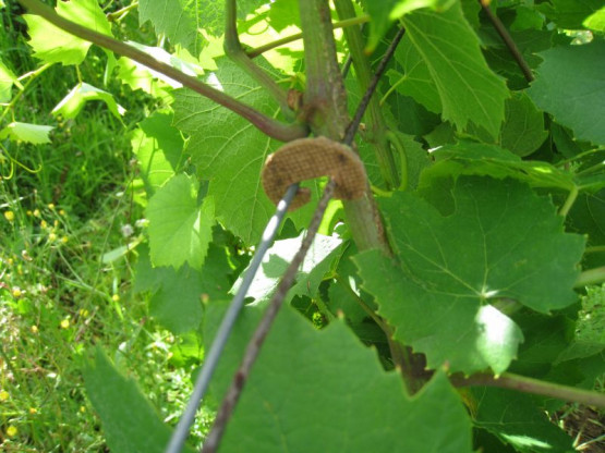 Domaine du Vissoux : Juillet 2012 (1/2)