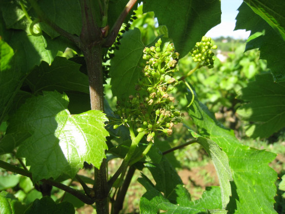 La fleur de vigne en Beaujolais