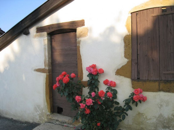 La Vigne au mois de Juillet 2013