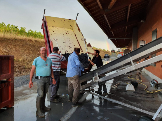 Les vendanges se poursuivent...