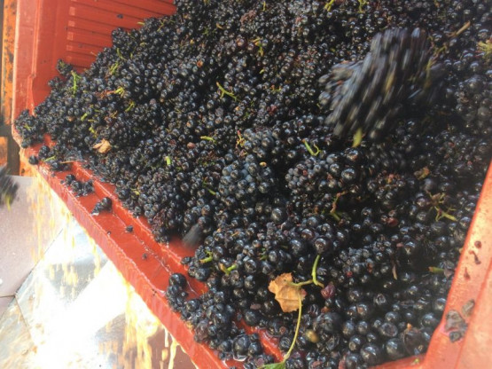 HARVEST 2016 from the 17th of September to the 7th of October