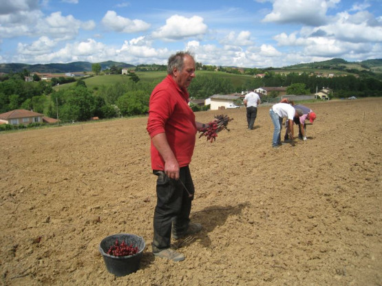 PLANTATION DES NOUVELLES VIGNES DE GAMAY - JUIN 2014