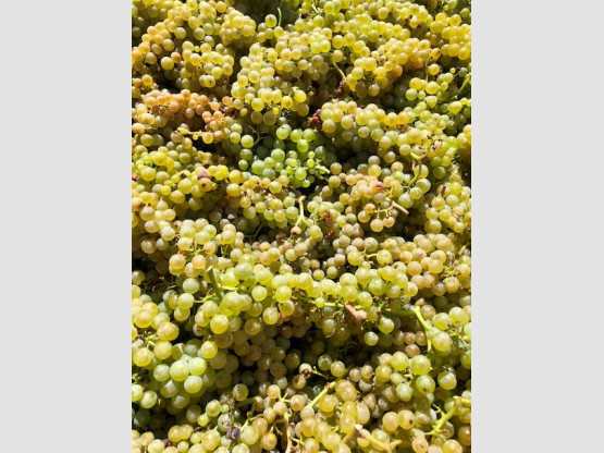 RECOLTE DES CHARDONNAYS