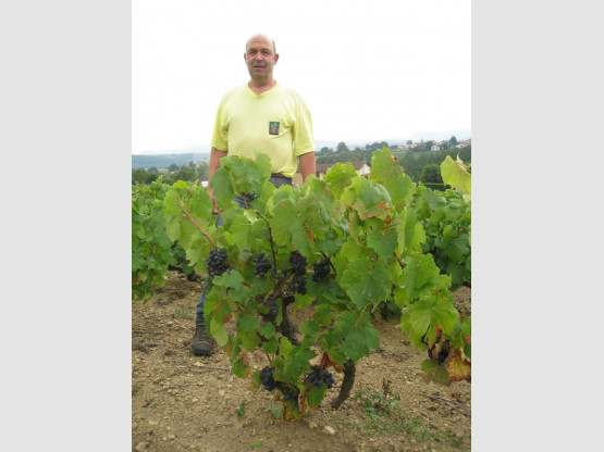 Domaine du Vissoux : August 2012