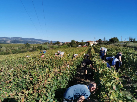 C'est parti pour les vendanges !