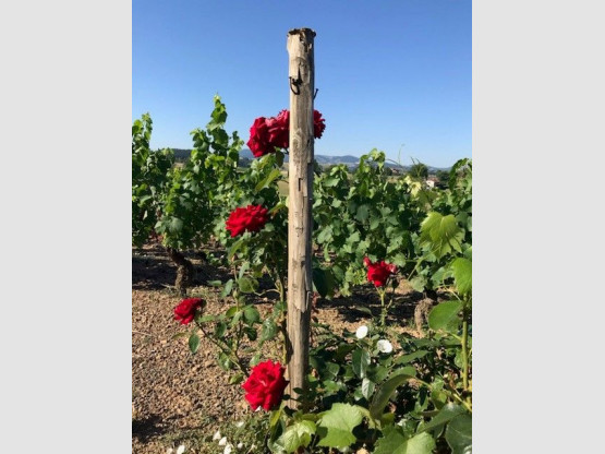 Les vignes à Saint-Vérand