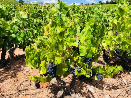 Vendanges 2018 : Fleurie les Garants