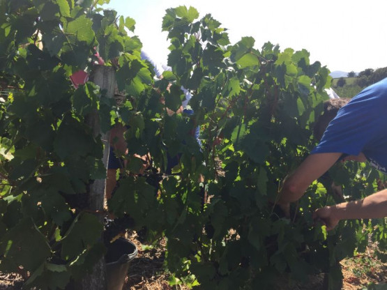 HARVEST 2016 from the 17th of September to the 7th of October